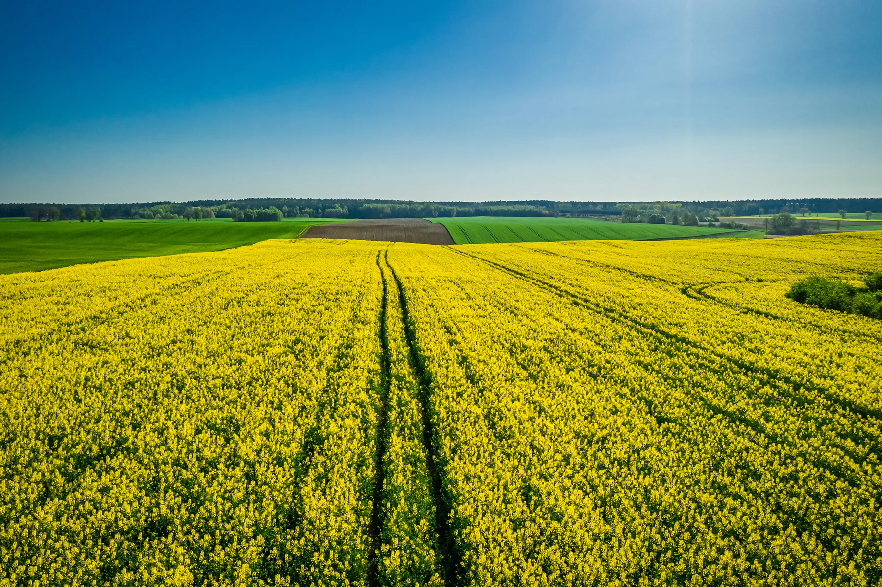 Rapeseed fields